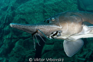 Sturgeon (Acipenser ruthenus) - the fish from prehistory by Viktor Vrbovský 